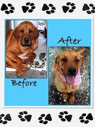 10,140 likes · 1,024 talking about this · 307 were here. Humane Society Of Grove Grand Lake Grand Lake Living