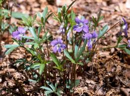 Image result for Launaea violacea