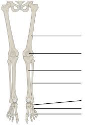 The lower leg contains two major long bones, the tibia and the fibula, which are both very strong skeletal structures. Lower Limb Bone Diagram Diagram Quizlet