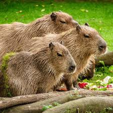 Scent is also an important part of their lives. Capybaras Are Cute Even Though They Eat Their Own Poop The Verge