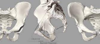 What would happen if the pelvic girdle, which attaches the lower limbs to the torso, were capable of the same range of motion as the pectoral girdle? Anatomy Standard On Twitter Another Beautiful Page Was Added To Our Website Https T Co Hvvifsaczq The Bony Pelvis Gender Differences In Pelvic Anatomy As Always The High Quality Images And Evidence Based Data