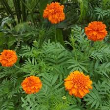 Ia merupakan spesies tumbuhan berbunga dalam keluarga verbena, verbenaceae. Mudah Dijaga Pokok Bunga Tahi Ayam Nurseri Tok Ayah Facebook