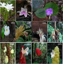 Image result for Zingiberaceae