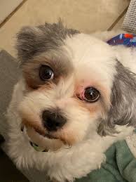 Lost blackish gray male dog in Portsmouth