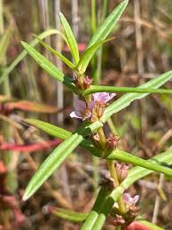 Image result for Hionanthera