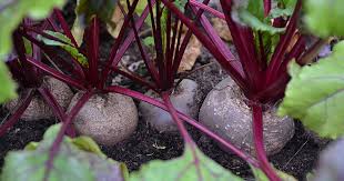 Check spelling or type a new query. How To Grow Beets In Containers Gardener S Path