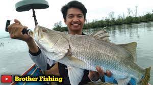 Mancing ikan kakap putih atau barramundi besar di sungai dengan menggunakan umpan udang hidup. Pecah Rekor 2020 Mancing Kakap Putih Babon Youtube