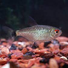 Check spelling or type a new query. Red Eye Tetra Tropical Fish For Freshwater Aquariums