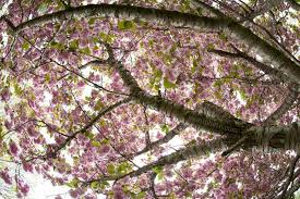 When to prune flowering trees? A Flowering Cherry Tree Exploding With Fresh Blossoms In Asheville Nc Flowering Cherry Tree Cherry Tree Landscape