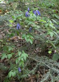 Image result for Clematis uhehensis