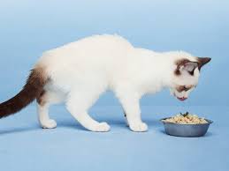Wellness pet food has a wide variety of wet cat food texture options. Smalls Cat Food Review High Quality Healthy Wet Food And Kibble Insider