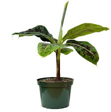 Image result for Musa Cavendish