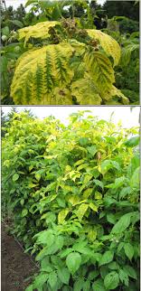 Check spelling or type a new query. Raspberry Rubus Spp Viruses Pacific Northwest Pest Management Handbooks