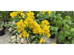 Image result for Senna floribunda