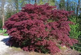 Japanese Maples For Zone 5 Can Japanese Maples Grow In Zone 5 Climates Shrubs For Landscaping Japanese Maple Privacy Plants