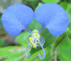 Image result for Commelina albescens