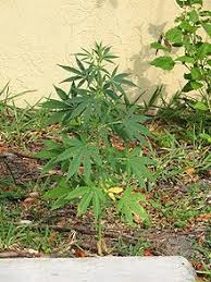 The peak flowering stage begins when the bud sites merge with one another, forming a long compilation of green calyxes and white pistils. Cannabis Cultivation Wikipedia