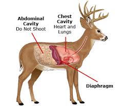 27 punctilious elk vitals diagram