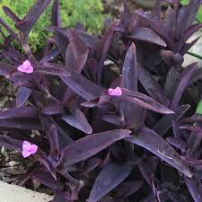 Image result for Tradescantia pallida