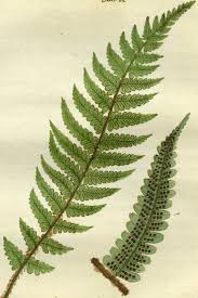 Image result for Dryopteris antarctica