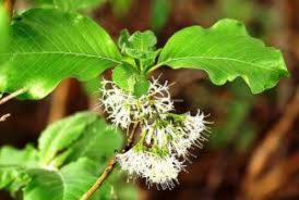 Image result for Pavetta eylesii