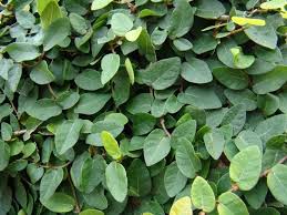 Fico Rampicante Ficus Pumila Ficus Pumila Ficus Landscaping Shrubs