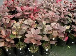 Image result for Synadenium cameronii