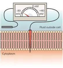 Recent studies revealed that higher plants also possess genes coding for putative the surface membranes are also involved in bringing about changes in permeability and electro potential. Membrane Potential Resting Membrane Potential Article Khan Academy
