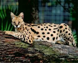 Servel was an american manufacturer of heating and cooling appliances, founded in 1922. Servel Cat Breeds African Wild Cat Savannah Cat