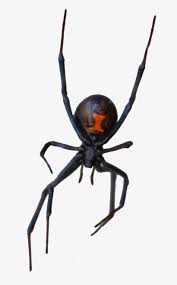 Eligible to be used on pod platforms like merch by amazon teespring redbubble printful and more. Hobo Spider Exterminators And Pest Control In Las Vegas Black Widow Transparent Png 668x1263 Free Download On Nicepng