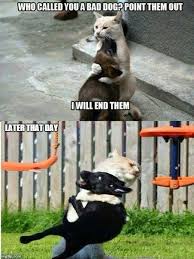 Have Some Laughs With These Animal Memes Funny Animal Jokes Funny Cat Memes Funny Animal Memes