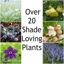 If you have a shady spot in your garden or on your patio, these annuals will suit nicely. Over 20 Shade Loving Perennials Annuals Rustic Refined