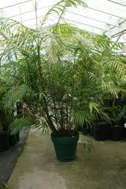 With its exceptional shade tolerance, this rugged palm is perfect in a bright. The Bamboo Palm Clumping Understory Palms For Filtered Light