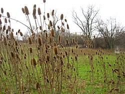 Image result for Dipsacus pinnatifidus