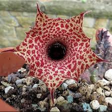 Image result for Huernia longituba