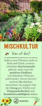 Mischkultur Welche Pflanzen Passen Zusammen Mischkultur Pflanzen Und Gartentipps