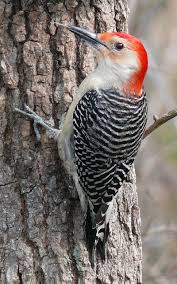 Bird With Red Head And Gray Body Grey Breasted Woodpecker Tecoch Beautiful Birds Wild Birds Woodpecker