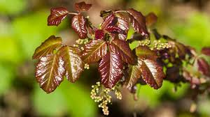 Besides clothing, the oil from poison ivy, oak, and sumac can stick to many surfaces, including gardening tools, golf clubs, leashes and even a pet's fur. Poison Oak Rash Pictures And Remedies