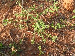 Image result for Phyllanthus maderaspatensis