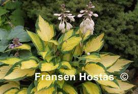 Plantain lily 'orange marmalade', 'orange marmalade' hosta. Hosta Orange Marmalade Fransen Hostas