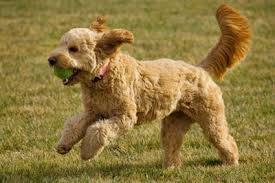 Justanswer.com has been visited by 100k+ users in the past month Services Vet In South Bound Brook Happy Pets Veterinary Hospital