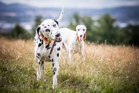 Nowadays, cancer is a disease that is undoubtedly spreading and growing. 3 Types Of Dog Skin Cancer Owners Should Know About Memphis Veterinary Specialists Emergency Cordova