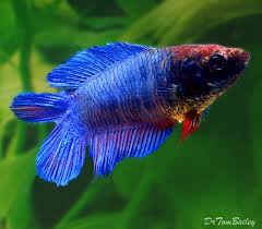 Premium Natural Twin Tail Blue Female Betta Fish 1 To 1 5 Long Fish Goldfish For Sale Aquarium Fish