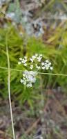 Image result for Pimpinella ledermannii