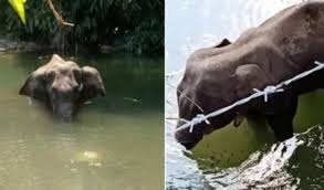 One thing we know is that elephants spend a lot of their time being pregnant! Kerala Another Elephant Had Died Of Injuries In Her Mouth In Similar Fashion In April