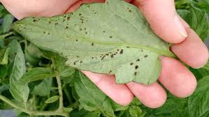 Image result for tomato seedling early blight
