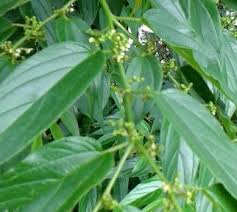 Image result for Trema sp A