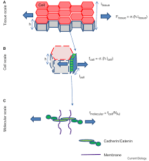 Maybe you would like to learn more about one of these? Tensile Forces And Mechanotransduction At Cell Cell Junctions Current Biology