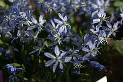 Image result for Scilla benguellensis