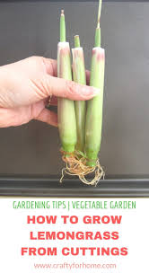 Allow plants to become established before wintertime to ensure survival and a healthy growth in the next spring season. How To Grow Lemongrass From Kitchen Scraps Crafty For Home